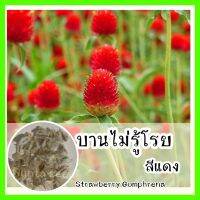 5 ฟรี 1 คละได้ ❗ รหัส 156 เมล็ดพันธุ์ OP แท้   บานไม่รู้โรยสีแดง - Strawberry Gomphrena เมล็ดดอกไม้ ดอกไม้ปลูกสวยๆ เมล็ดดอกไม้