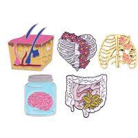 hot【DT】 Human Brooch Rib Viscera Neurological Small Intestin Tissue Blood Capillary Biology Chemistry Pins Doctor