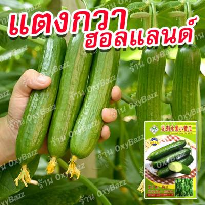 เมล็ดพันธุ์แตงกวาฮอลแลนด์ เมล็ดแตงกวาฮอลันดา 30เมล็ด แตงกวาไร้หนาม Dutch Cucumber seeds