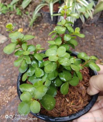 ต้นคลาสซูล่าหรือต้นเศรษฐีดูดทรัพย์ ( Crassula Ovata หรือ Jade Plant ) ไม้ประดับไม้มงคลนิยมปลูกไว้ในบ้าน เพื่อเสริมโชคลาภดูดเงินทองเข้าบ้าน กระถาง5นิ้ว