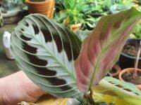 มารันต้าแบลค สินค้าตามรูปจ้า maranta black