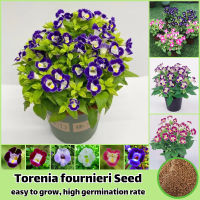 ไทยแลนด์สปอต 300เมล็ด/ห่อ คละสี บอนสี เมล็ดพันธุ์ Torenia fournieri Flower Seeds for Planting Plants เมล็ดดอกไม้สวย บอนไซ ต้นไม้ประดับ ต้นไม้มงคล พันธุ์ไม้หายาก ไม้ประดับ ของแต่งสวน เมล็ดพันธุ์พืช เมล็ดบอนสี ดอกไม้ปลูก พันธุ์ดอกไม้ ปลูกง่ายปลูกได้ทั่วไทย