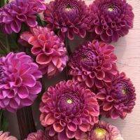 20 เมล็ดพันธุ์ รักเร่ Dahlia Seeds สายพันธุ์ ISABEL สีม่วง รักเร่ รักแรกพบ ดอกไม้แห่งมิตรภาพ ความรักเริ่มต้น เพาะเลี้ยงง่าย ตั้งโต๊ะทำงาน