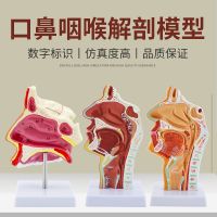 Human nasal anatomic model of otolaryngology medical teaching ent studies nasal model nose and mouth