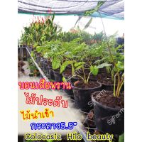 (promotion++) 1 กระถาง บอนเสือพราน Colocasia Hilo beauty ไม้นำเข้า คละกระถางส่งพร้อมกระถาง จากไทย 1-3 วันได้รับสินค้า สุดคุ้มม ต้นไม้ ฟอก อากาศ กระถาง ต้นไม้ ไม้ ประดับ ต้นไม้ ปลูก ใน บ้าน