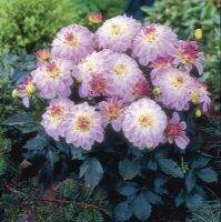 1 หัว/ออเดอร์ รักเร่ Dahlia สายพันธุ์ Monet หัวรักเร่ ดอกไม้ หัวหน่อ เหง้า นำเข้า เนเธอร์แลน หัวสดใหม่