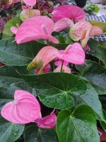 ดอกหน้าวัว สีชมพู ในกระถาง 6นิ้ว Anthurium สายพันธุ์จากฮอลแลนด์ สีขาวชมพูอ่อน พันธุ์แคระต้นเตี้ย ไม้ฟอกอากาศ ออกดอกสวยงาม ไม้มงคล...