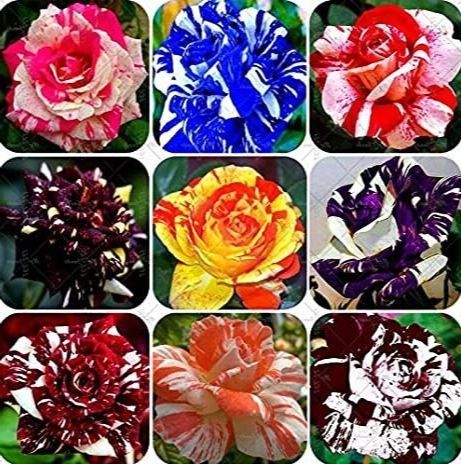 30-เมล็ด-เมล็ดพันธุ์-garden-กุหลาบ-rose-seed-คละสี-คละสายพันธุ์-ดอกหอม-นำเข้าจากต่างประเทศ-พร้อมคู่มือ