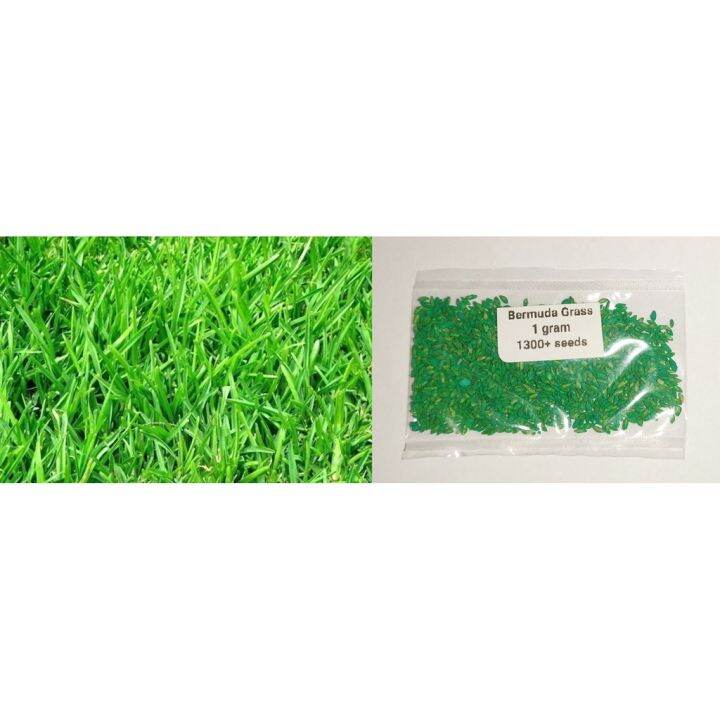 Bermuda Grass Seeds (1000+ seeds) Lazada PH