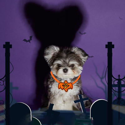 Pumpkin Patterned Pet Collar Safety Buckle Dog Collar Safety Buckle Pet Collar Kitty Dog Collar With Bell Pumpkin Patterned Dog Collar
