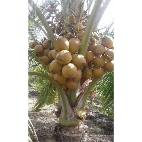 Cây Dừa Lửa, Cây Đẹp Giống Chuẩn + Tặng Kèm E Cây Chè Xanh Uống Nước |  Lazada.Vn