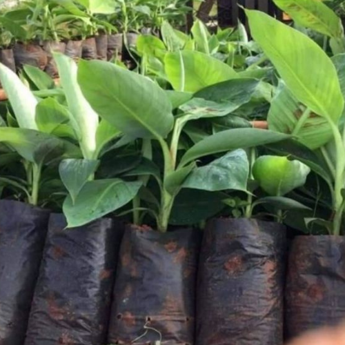 ต้นกล้ากล้วยมาฮอย-ปลูกเนื้อเยื่อ-ผลผลิตสูง-มาตรฐาน-f1-100
