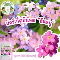 ซื้อ 1 แถม 1，50 เมล็ด (ไม่ใช่พืช)เมล็ดพันธุ์Chinese Forget me not