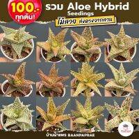 Aloe Hybrid seedlings อโลไฮบริด ไม้เมล็ด #100บาท ทุกต้น ไม้อวบน้ำ กุหลาบหิน cactus&amp;succulentหลากหลายสายพันธุ์