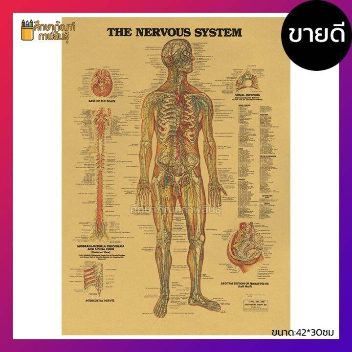 ระบบประสาท The Nervous System Anatomy ภาพโปสเตอร์ ร่างกายมนุษย์ สไตล์ ...