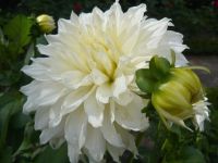 1 หัว/ออเดอร์ รักเร่ Dahlia สายพันธุ์ White Perfection หัวรักเร่ ดอกไม้ หัวหน่อ เหง้า นำเข้า เนเธอร์แลน หัวสดใหม่