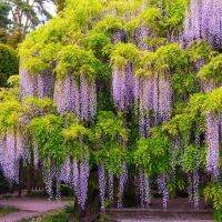 10 เมล็ดพันธุ์ เมล็ด วิสทีเรีย สายพันธุ์ Purple Wisteria Vine ดอกไม้ฟูจิ ไม้เถาวัลย์ ไม้ดอก ไม้เลื้อย ไม้ประดับ (Wisteria) Seeds