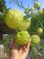 หงส์เหิร / บอลลูน ฟรุต (Balloon fruit) /สวอน แพลนท์ (swan plant) หรือ ต้นปักเป่า เมล็ดพันธุ์แท้  จำนวน 50 เมล็ด/ซอง