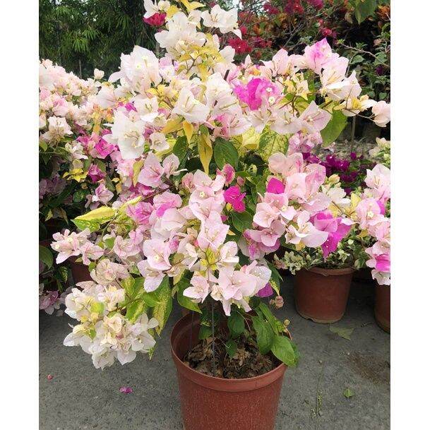 Easy to grow Buy one get one free Local Ready Stock（Not a plant) 50