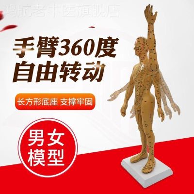 Ultra clear lettering human body of traditional Chinese medicine acupuncture in tong ren meridian acupoints model teaching women with model