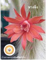 แคคตัสหางลิง  Hildewintera colademononis 12-15cmหางลิง แคคตัส Cactus หางลิงแท้ขนยาวสีขาวแน่นฟู ดอกแดงส้ม ไม้กราฟและชำหน่อรากเยอะแข็งแรง ส่งแบบเคาะดิน