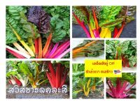 เมล็ดพันธุ์ สวิสชาร์ด คละสี - Mixed Swiss Chard บรรจุ 100 เมล็ด คุณภาพดี เมล็ดนำเข้าจากอเมริกา ราคาถูก ของแท้ 100%