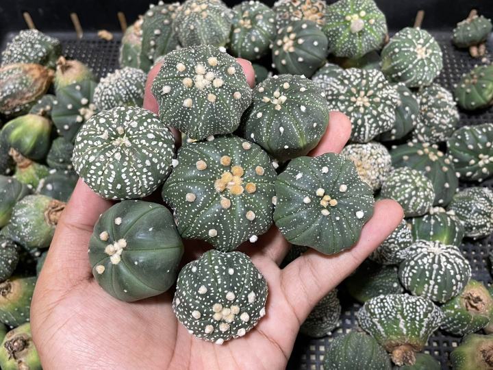 แอสโตร-แคคตัส-แอสโตรไฟตัม-แอสโตร-super-kabuto-v-astrophytum-ราคาเบาๆขนาดกำลังน่ารักๆ1-5-3cm