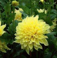 1 หัว/ออเดอร์ รักเร่ Dahlia rhizome สายพันธุ์ Sun Glow หัวรักเร่ ดอกไม้ หัวหน่อ นำเข้า เหง้า เนเธอร์แลน หัวสดใหม่