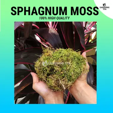 Top Grade A Quality Sphagnum Moss - Best for Orchids and Pet Bedding