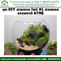 สวนในขวดแก้ว DIY ไซต์ XL สวนแบบเปิด 679฿ สวนมอสธรรมชาติ สวนในขวดโหล