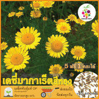 ซื้อ5 แถม1 เมล็ดพันธุ์ ดอกเดซี่มากาเรตสีทอง คละสี 40 เมล็ด (Golden Marguerite Daisy) เมล็ดพันธุ์แท้ ปลูกง่าย อัตรางอกสูง เก็บเมล็ดปลูกต่อได้