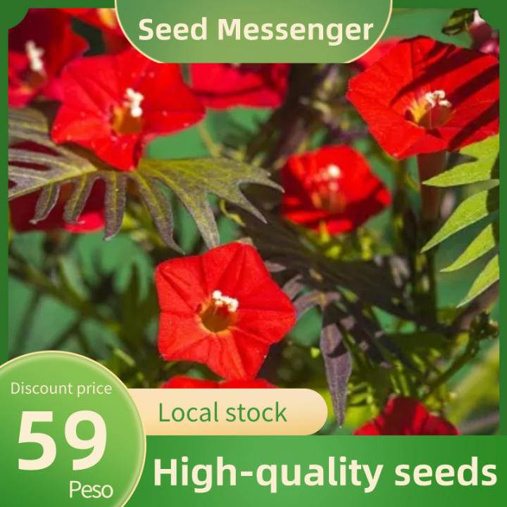 (Cypress Vine Seed 8 Seeds)High Germination Climber Cypress Vine Seeds