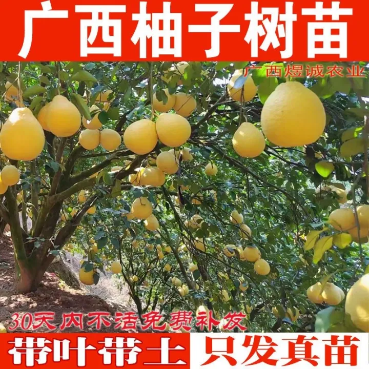 Pomelo sapling Shatian pomelo three red honey pomelo red heart white