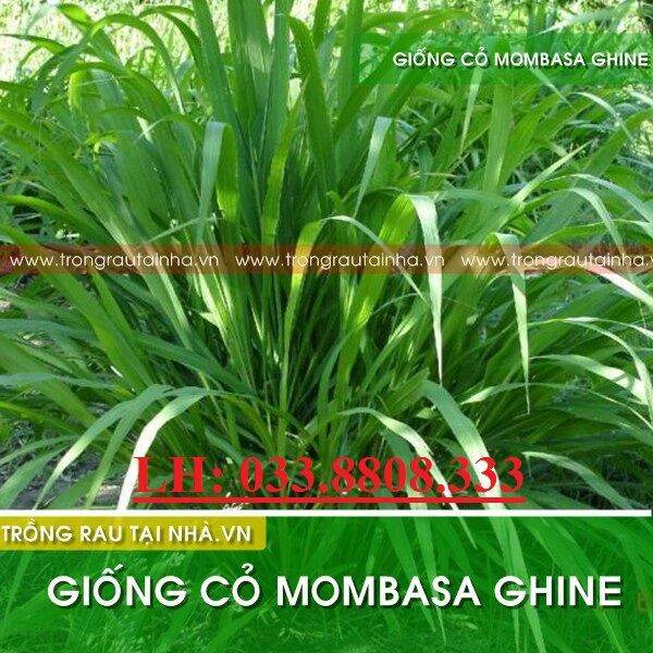 Buy one get one free Local Ready Stock（Not a plant)50 seeds Mombasa