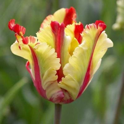 20 เมล็ดพันธุ์ เมล็ด ทิวลิป เป็นสัญลักษณ์ของ จินตนาการ ความใฝ่ฝัน คู่รักที่สมบูรณ์แบบ Tulip Seed นำเข้าจากยุโรป อัตราการงอก 80-85%