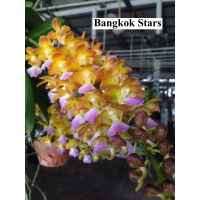 (หอมมากออกดอกเก่ง)BangkokStars