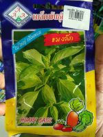 เมล็ดพันธุ์ แมงลัก hoary basil พุ่มใหญ่ ใบหอม ดูแลน้อย ต้นแข็งแรง ปลูกง่าย น้ำหนักดี ผลผลิตสูง ทนโรค ผักสวนครัว