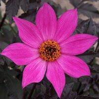 35 เมล็ด เมล็ดพันธุ์ Home Plant Seed Dahlia Magenta Star สายพันธุ์ยุโรป ดอกรักเร่ นำเข้าจากอังกฤษ ดอกใหญ่ พร้อมคู่มือปลูก Dahlia Seed