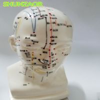 Meridian Model Human Acupuncture Point หัวมนุษย์จุดฝังเข็มรุ่น20ซม. Education Appliances Male