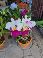 ต้นกล้วยไม้ แคทลียา ดอกใหญ่ สีขาว ปากชมพู (Cattleya)” ราชินีแห่งกล้วยไม้ จัดส่งพร้อมกระถาง ลำต้นสูง 30 ซม ส่ง แบบติดดอกแล้ว