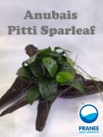 ขอนไม้ติดต้นอนูเบียส Pitti Sparlef