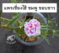 คุณนายตื่นสาย แพรเซี่ยงไฮ้ คละสี คุณนายแหวนเพชร ต้นไม้ ดอกไม้ คุณนาย ตื่นสาย แพร เซี่ยงไฮ้ คละสี แหวนเพชร