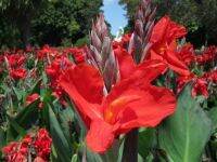 15 เมล็ด Garden seedพันธุ์ เมล็ด เมล็ดพันธุ์ พุทรักษาแคระCanna Lily seed อัตราการงอก 80-85%