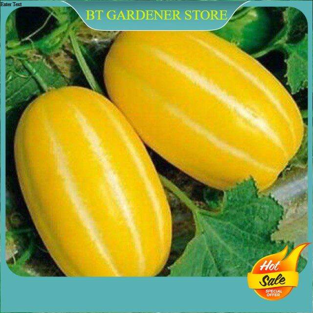 pcs Korean Melon Seeds Rare Seeds Pot Friendly Ready Stock Sarawak ...