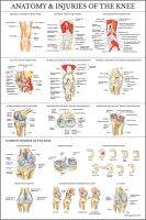 แผนภูมิกายวิภาคภาพกายวิภาคศาสตร์และการบาดเจ็บของแผ่นโปสเตอร์หัวเข่าผ้าใบวาดภาพแผ่น0415pm ศิลปะบนผนัง