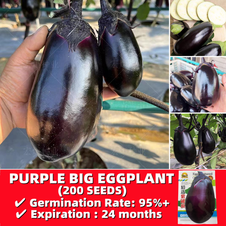 Purple Big Eggplant Seeds Easy To Grow Philippines High Yield 200