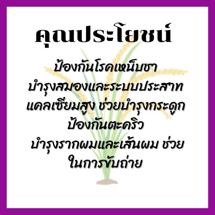 เครื่องดื่มธัญพืช-เครื่องดื่มเพื่อสุขภาพ-เครื่องดื่ม-จมูกข้าวหอมมะลิแดง-ผสม-ใบเตย