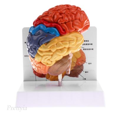 [PRETTYIA] Lifesize Human  Colored Half Brain Anatomical Model Learning Resource