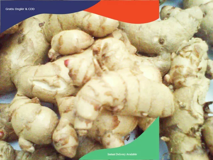 1kg Kunyit Putih Temu Kunir Segar Curcuma Zedoaria Lazada Indonesia 3595