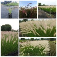 หญ้าน้ำพุ &amp; หญ้าแดงแม็กซิกัน Fountain grass หญ้าแดง เม็กซิกัน Red grass ต้นหญ้าแดง ต้นหญ้าน้ำพุ